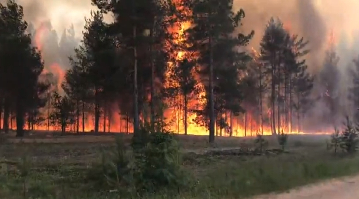 Огонь до небес: житель Коми пошел в лес, а попал на пожар (видео)