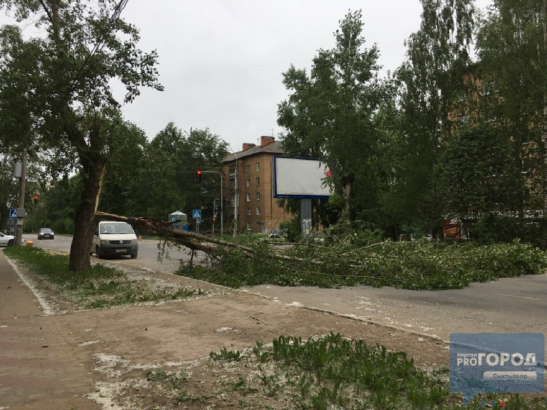 В Сыктывкаре сильнейший ветер повалил дерево на проезжую часть