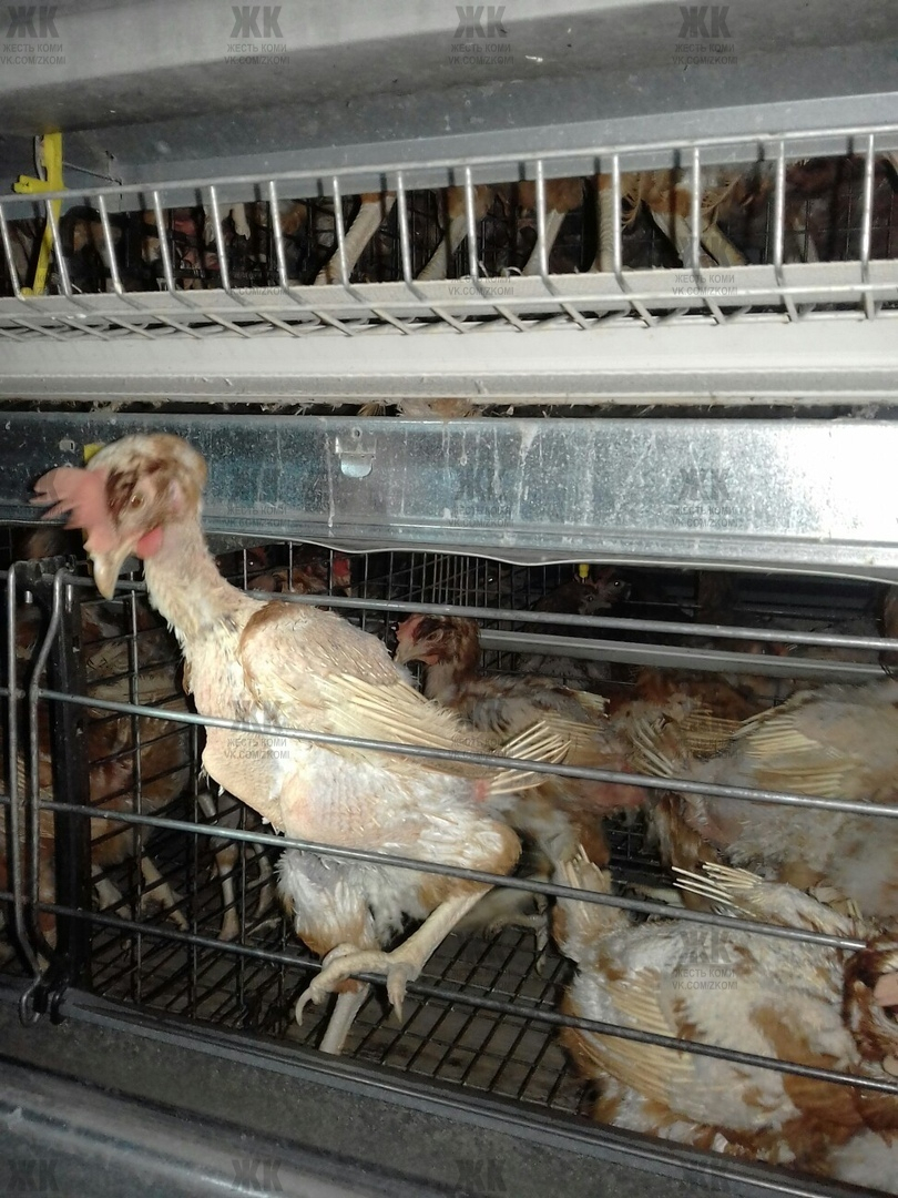 Жители Коми пришли в ужас от новой диеты кур на птицефабрике (фото)