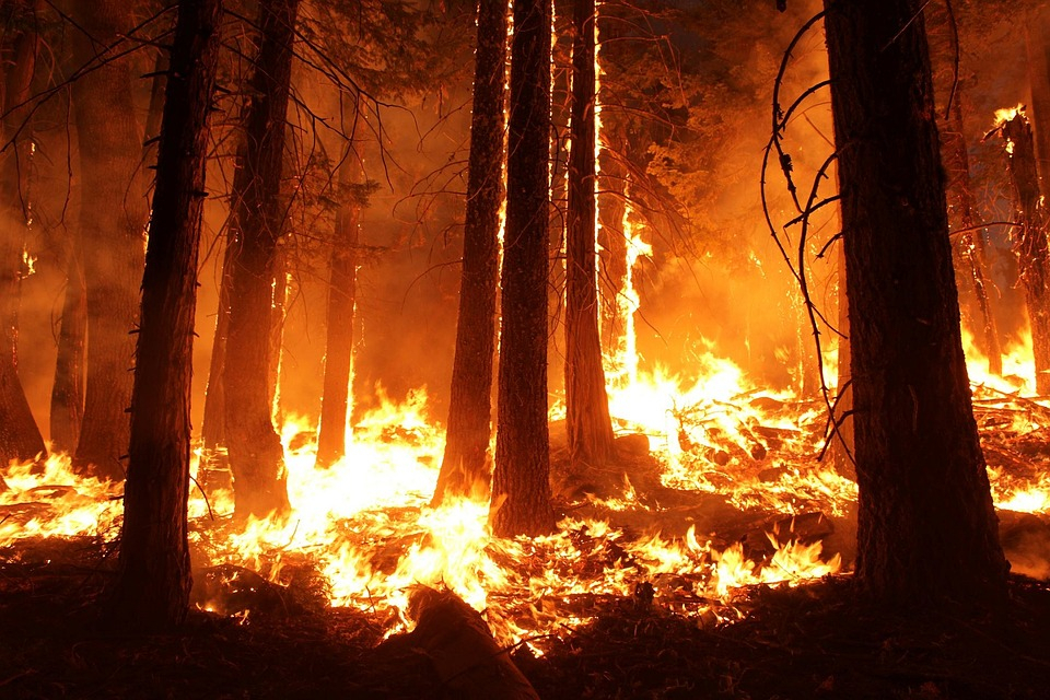 В Коми по вине людей загорелся лес