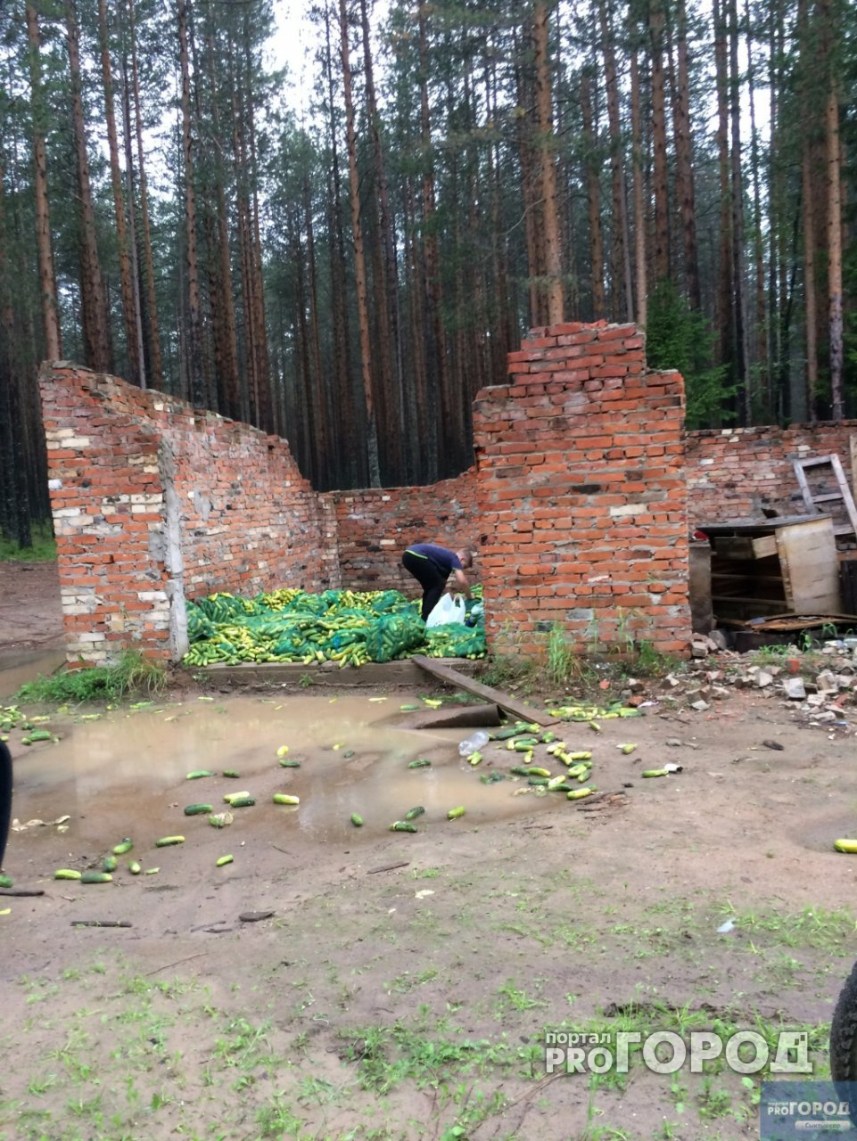 В Сыктывкаре неизвестные выкинули на улицу огромные мешки с огурцами (фото)
