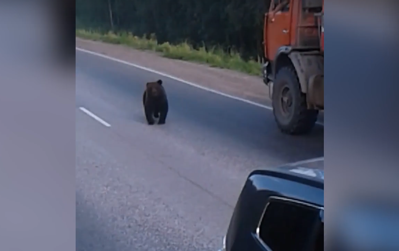 В Коми медведь вышел на трассу и перекрыл движение (видео)