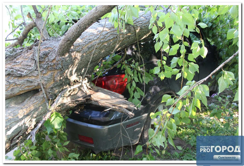 В Сыктывкаре дерево упало на дорогой внедорожник (фото)