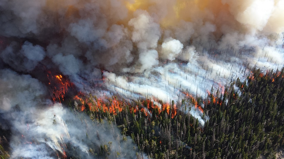 МЧС предупреждает: леса Коми могут охватить пожары
