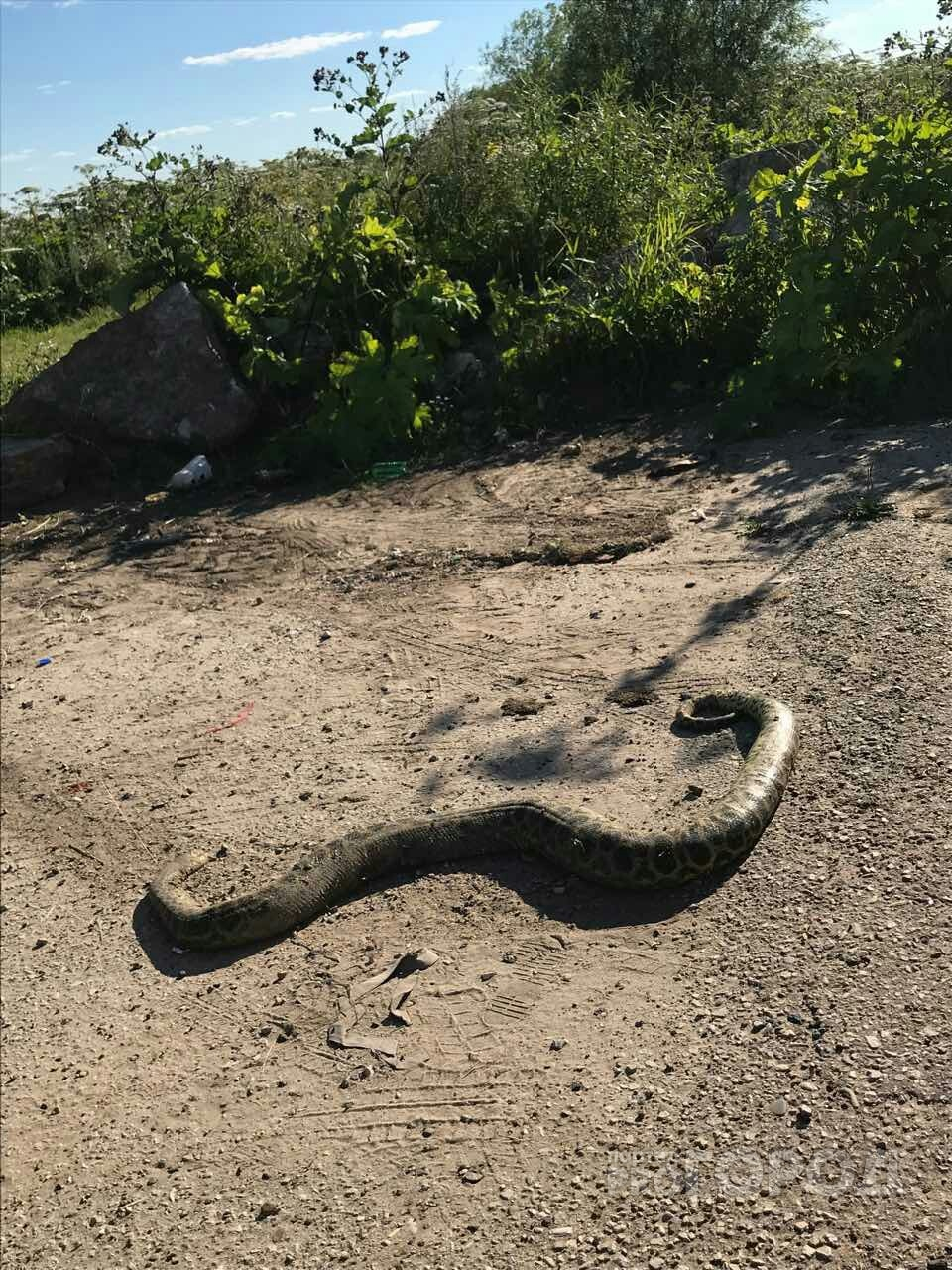 Сыктывкарец на обочине дороги нашел двухметровую змею (фото)