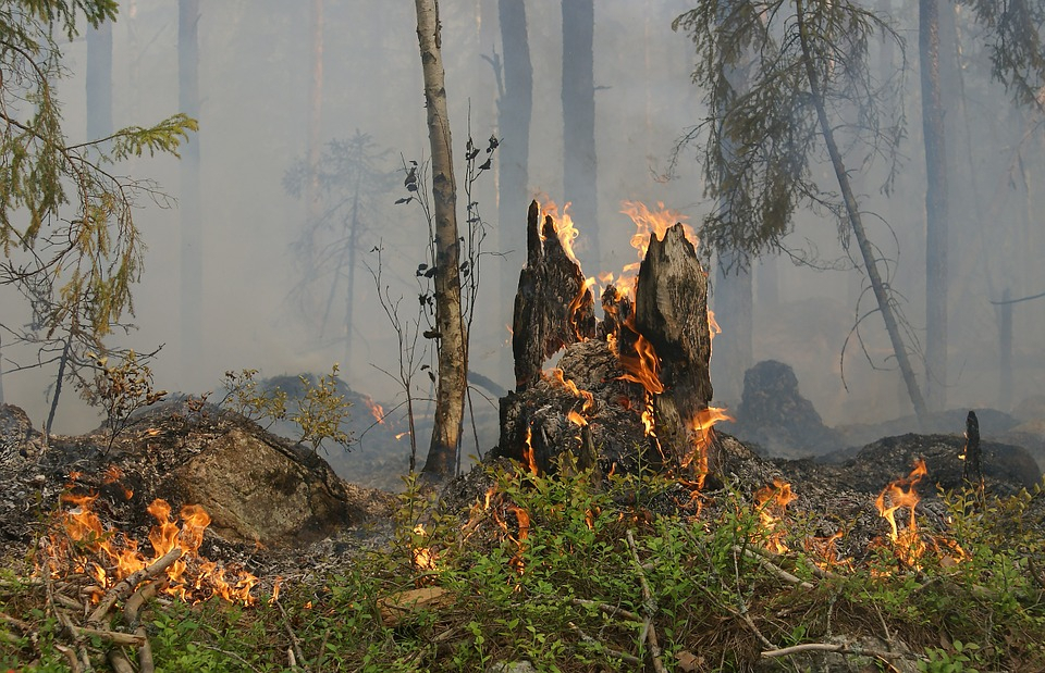 В Коми недалеко от села вспыхнул лесной пожар