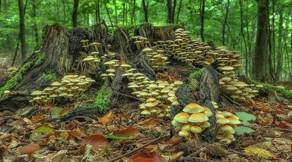 Жителям Коми запретили собирать в лесу грибы и ягоды