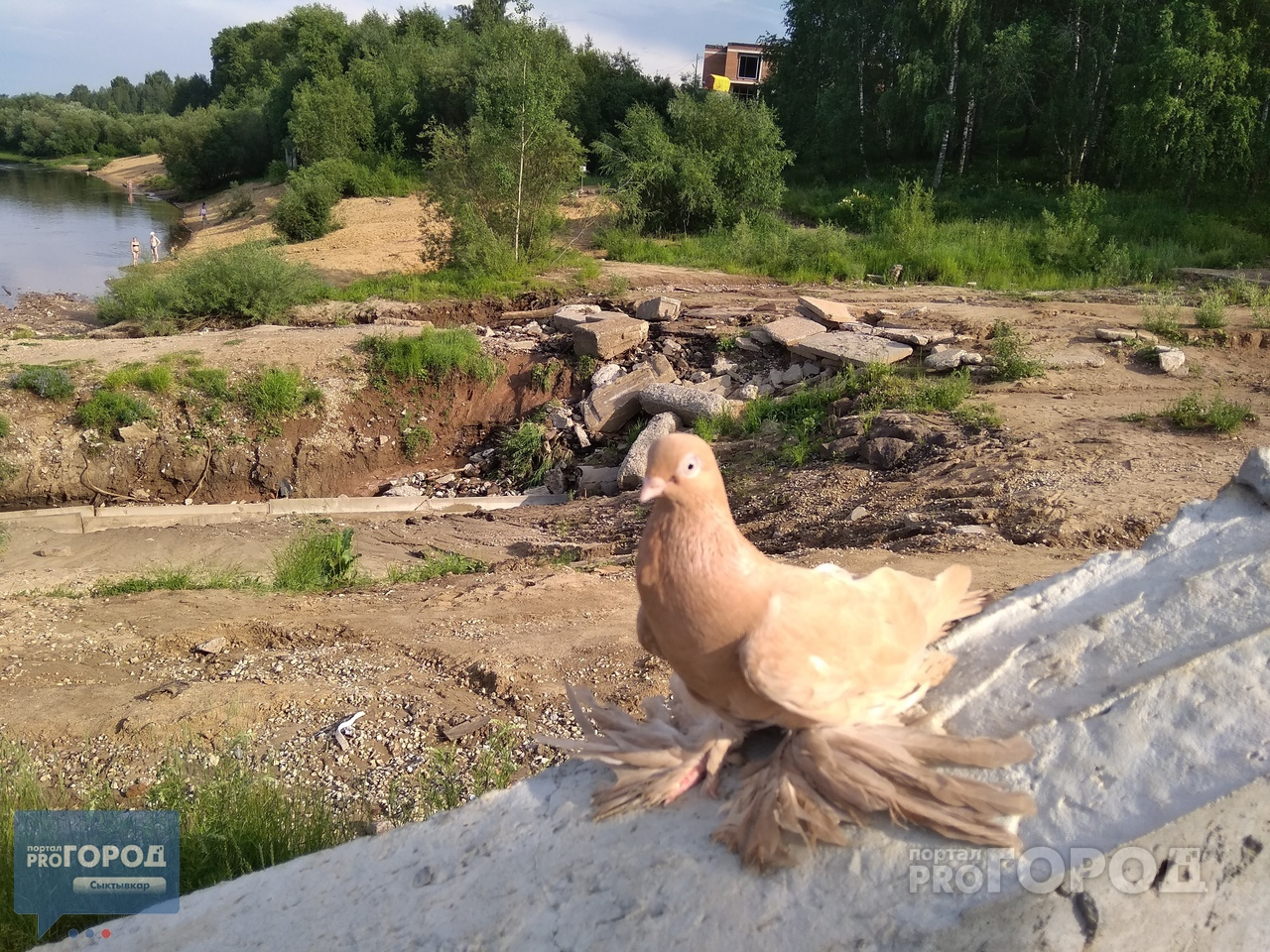 Фото дня: голубь породы богемская космоногая на набережной Сыктывкара