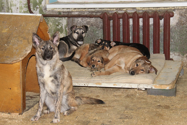 В Коми жизни 200 собак из приюта оказались под угрозой