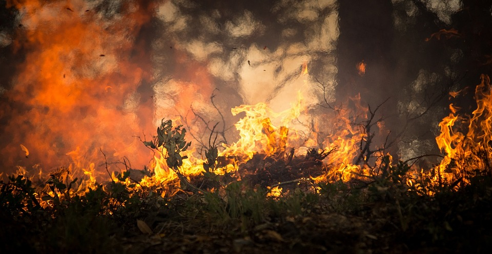 За сутки в Коми произошло сразу шесть лесных пожаров