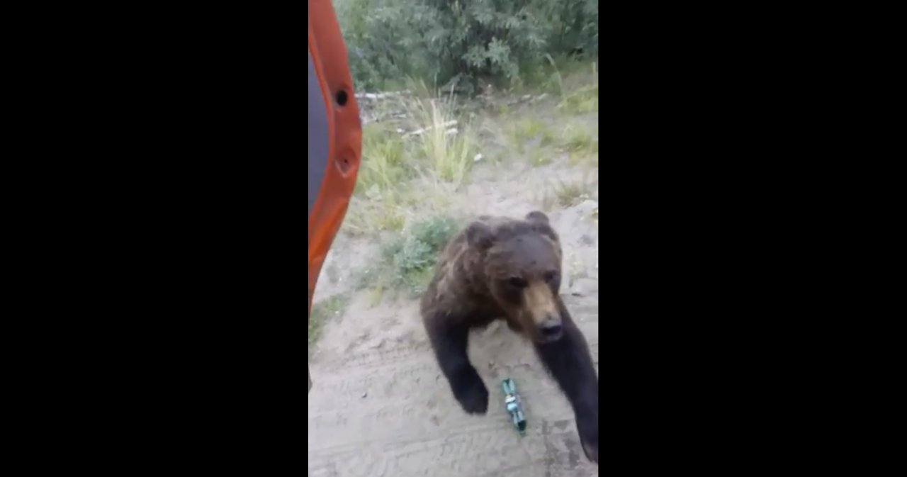 На трассе в Коми медведь почти залез в машину к людям, которые не дали ему еды (видео)