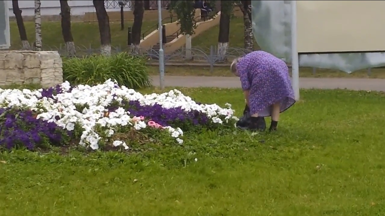 В центре Сыктывкара бабушка нагло стащила цветы с клумбы (видео)