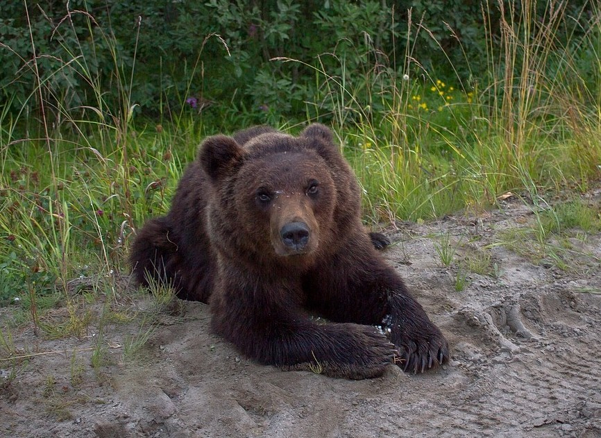 Медвежонка, который пытался залезть в машину на трассе в Коми, приказано уничтожить