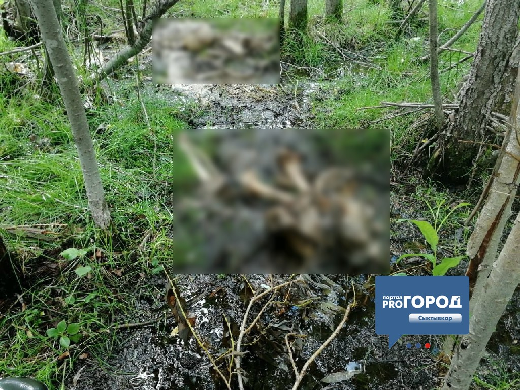 Появилось фото обглоданного трупа мужчины, которого нашли в Коми (фото 16+)