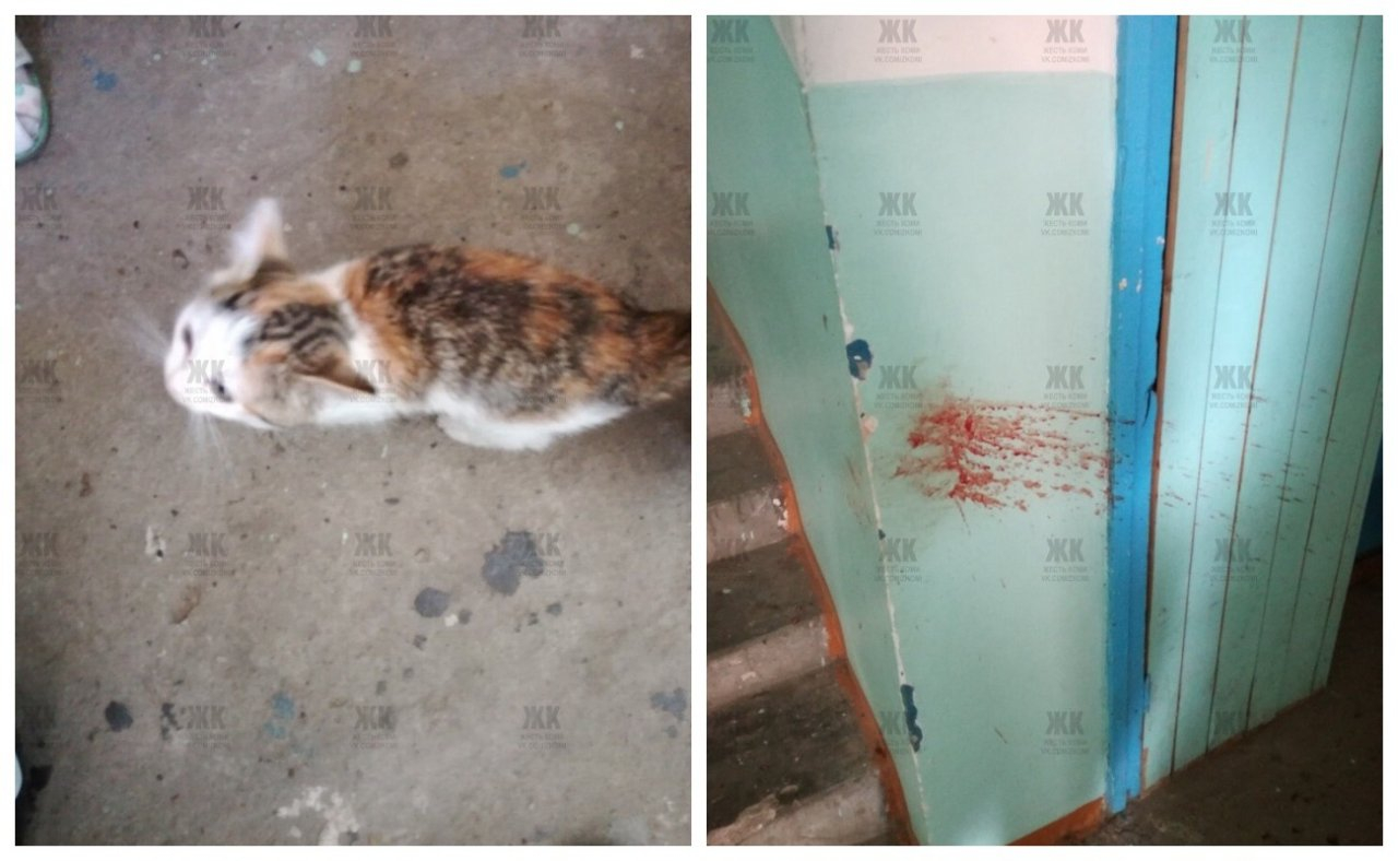 Жестокое убийство котенка в Коми останется безнаказанным