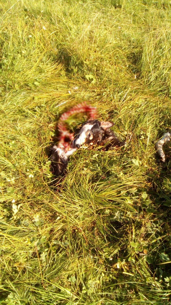 В Коми недалеко от жилых домов нашли обглоданные останки собаки (фото 16+)