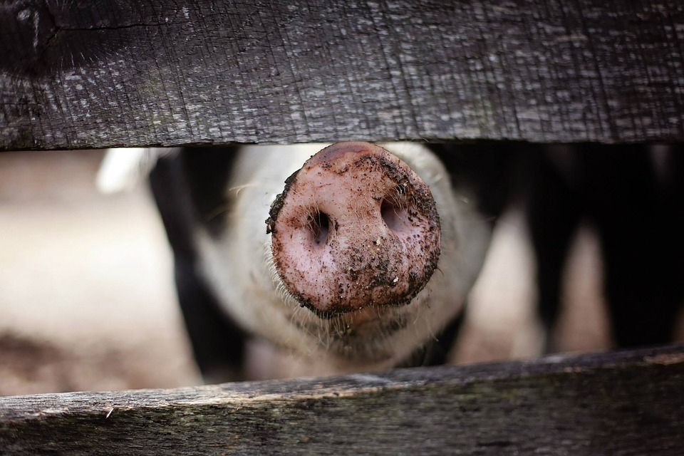 Специалисты Россельхознадзора Коми проверили зеленецкую свинину
