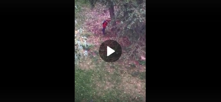 В День знаний за одной из школ Коми сняли на видео мертвецки пьяного мальчика