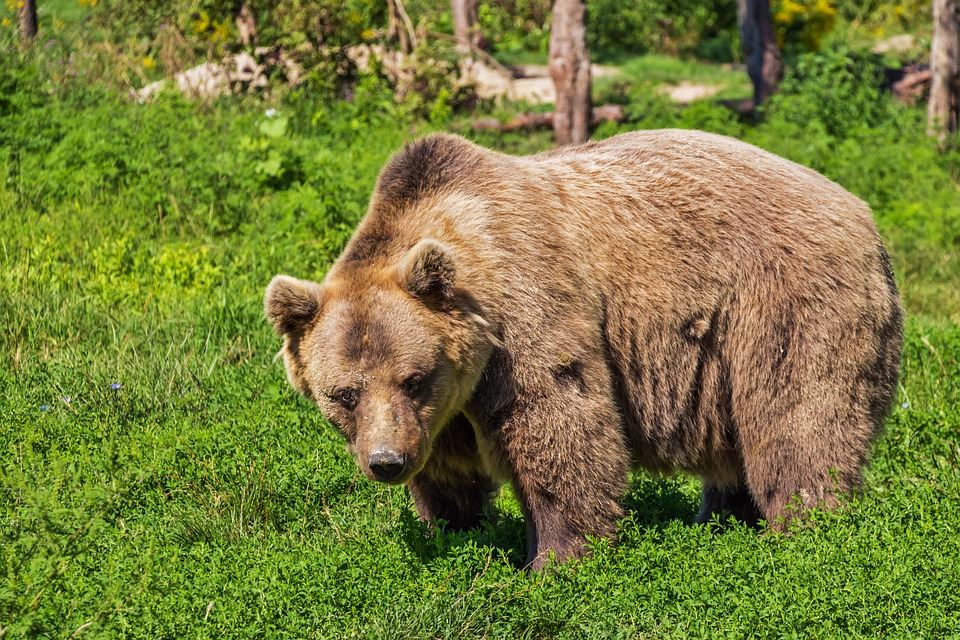 Жительница Коми и ее сын пошли в лес собирать ягоды и нарвались там на медведя