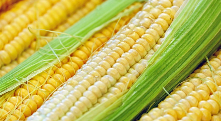 Масштабный эксперимент по выращиванию кукурузы в Коми провалился