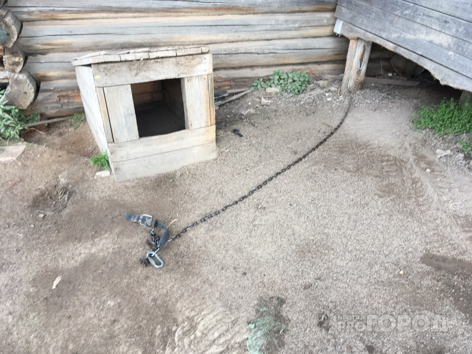 Волков, которые держат в страхе село под Сыктывкаром, уничтожат