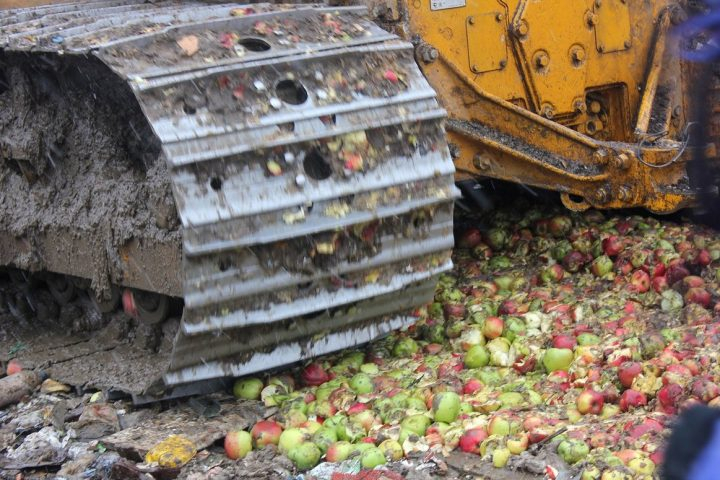 На свалке в Сыктывкаре раздавили 250 килограммов «санкционных» фруктов
