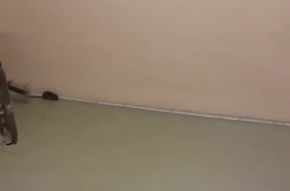 Сыктывкарец: «Крысы завелись в школе, а не прибежали с общежития»