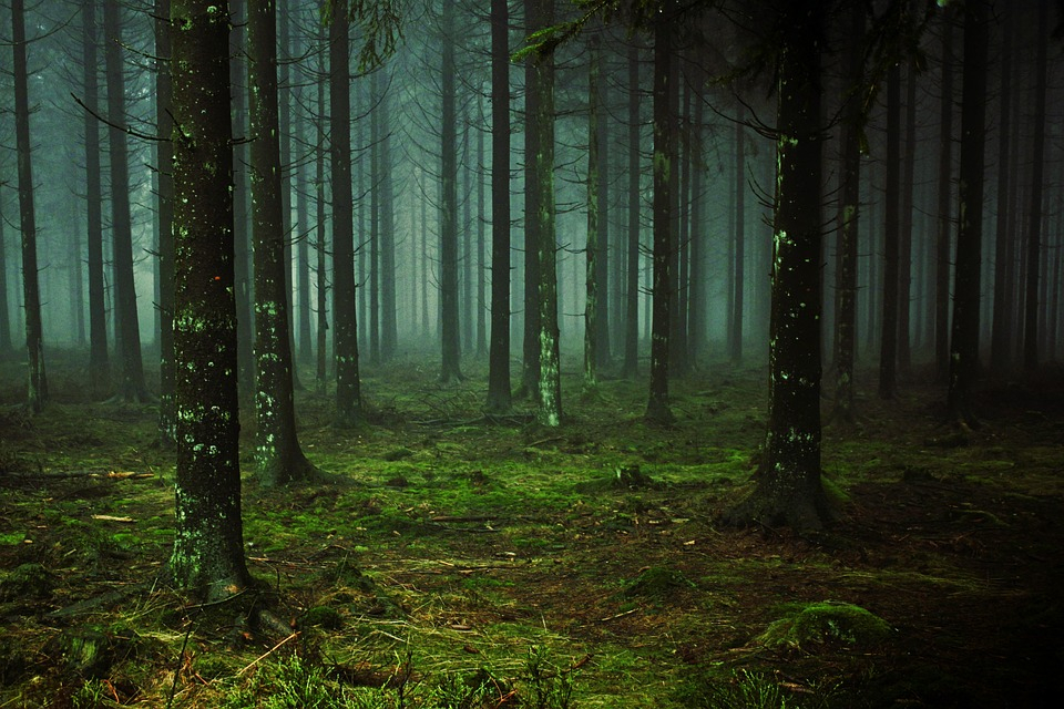 В Сыктывкаре сотрудники МЧС искали пенсионерку, которая заблудилась в лесу