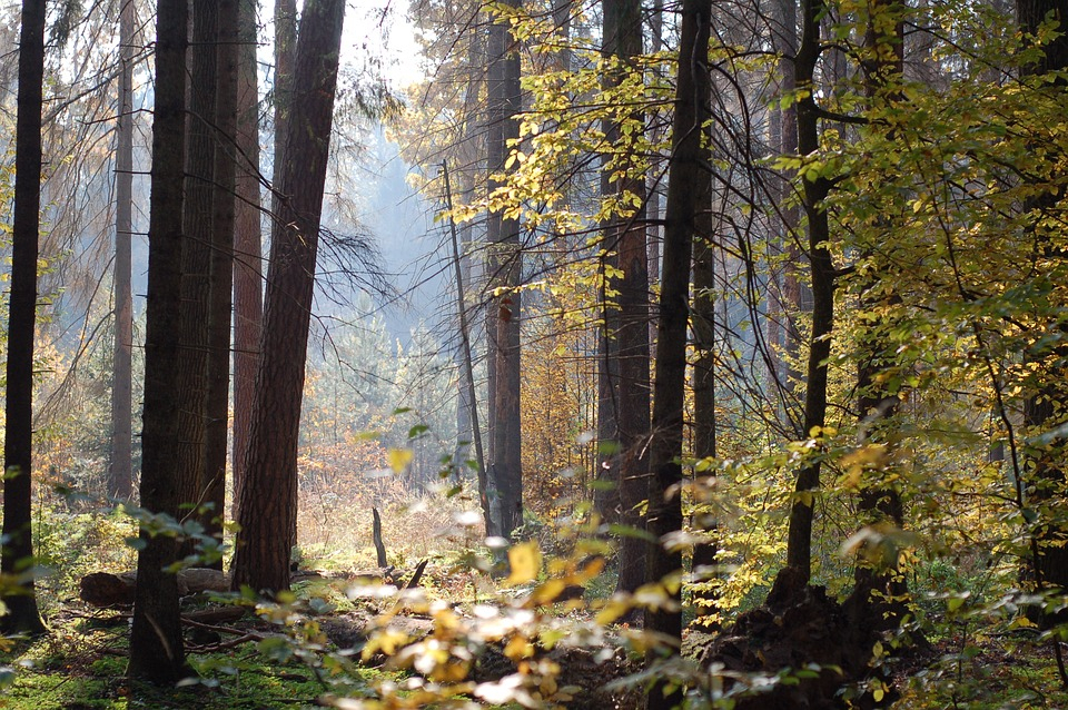 В Коми обнаружили останки мужчины, который ушел в лес и не вернулся