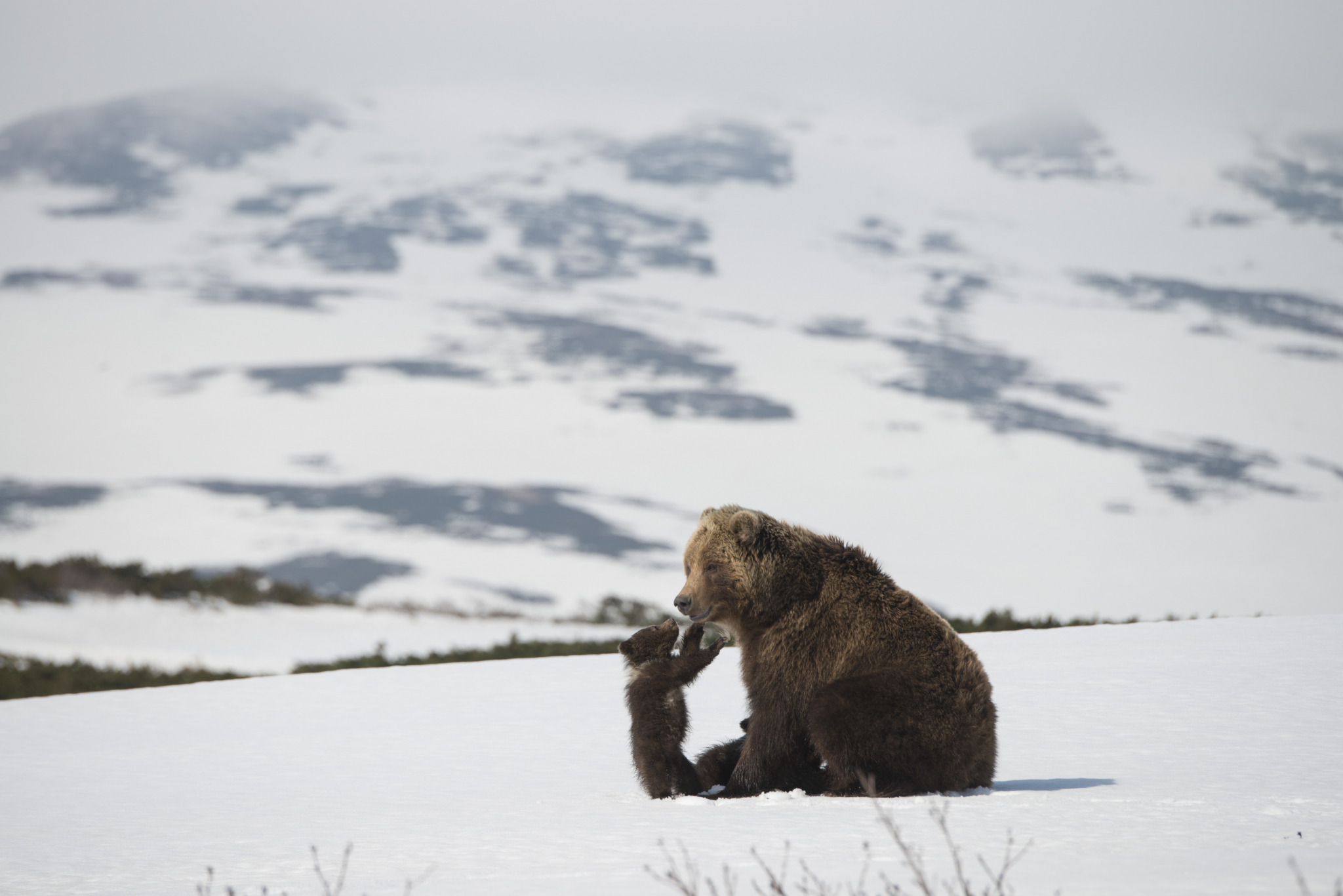 В Сыктывкаре покажут фильм о жизни камчатских медвежат