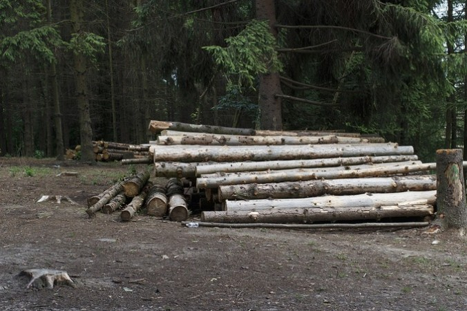 В Коми «черные лесорубы» срубили две сотни деревьев