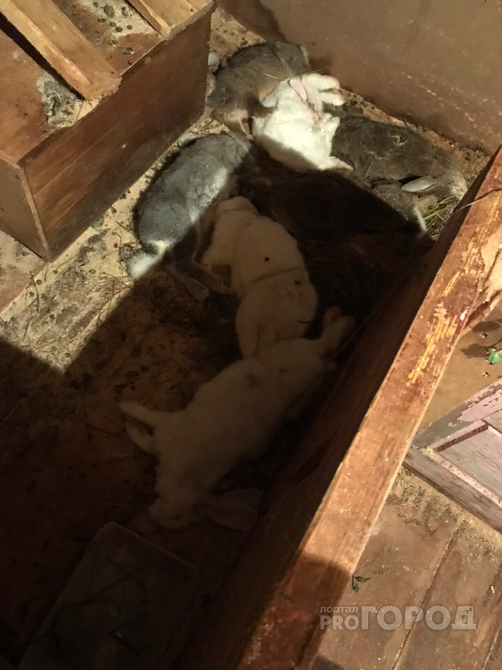 В Сыктывкаре неизвестное существо загрызло 30 кроликов