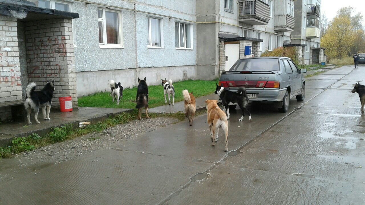В Коми бездомные собаки держат в ужасе целый город