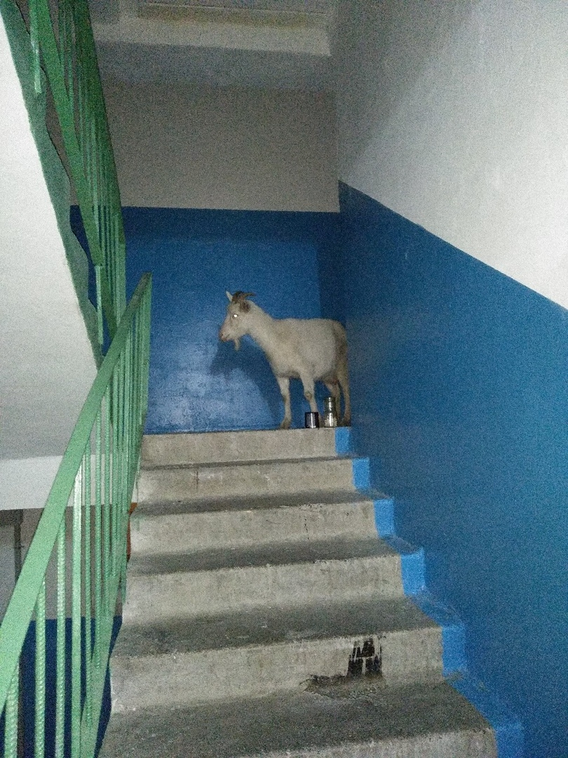 В Коми коза сбежала из дома и поселилась в подъезде