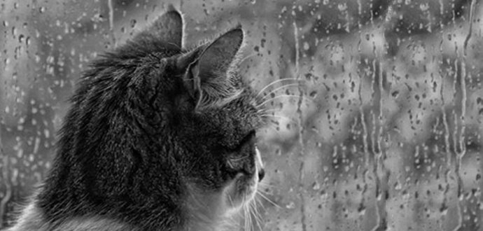 Погода в Сыктывкаре на 19 октября: слабый дождь с утра до вечера