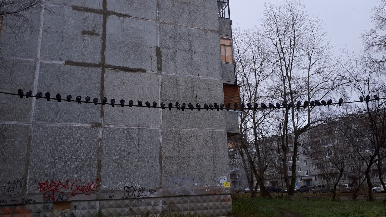 Фото дня: голуби на отдыхе в одном из дворов Сыктывкара