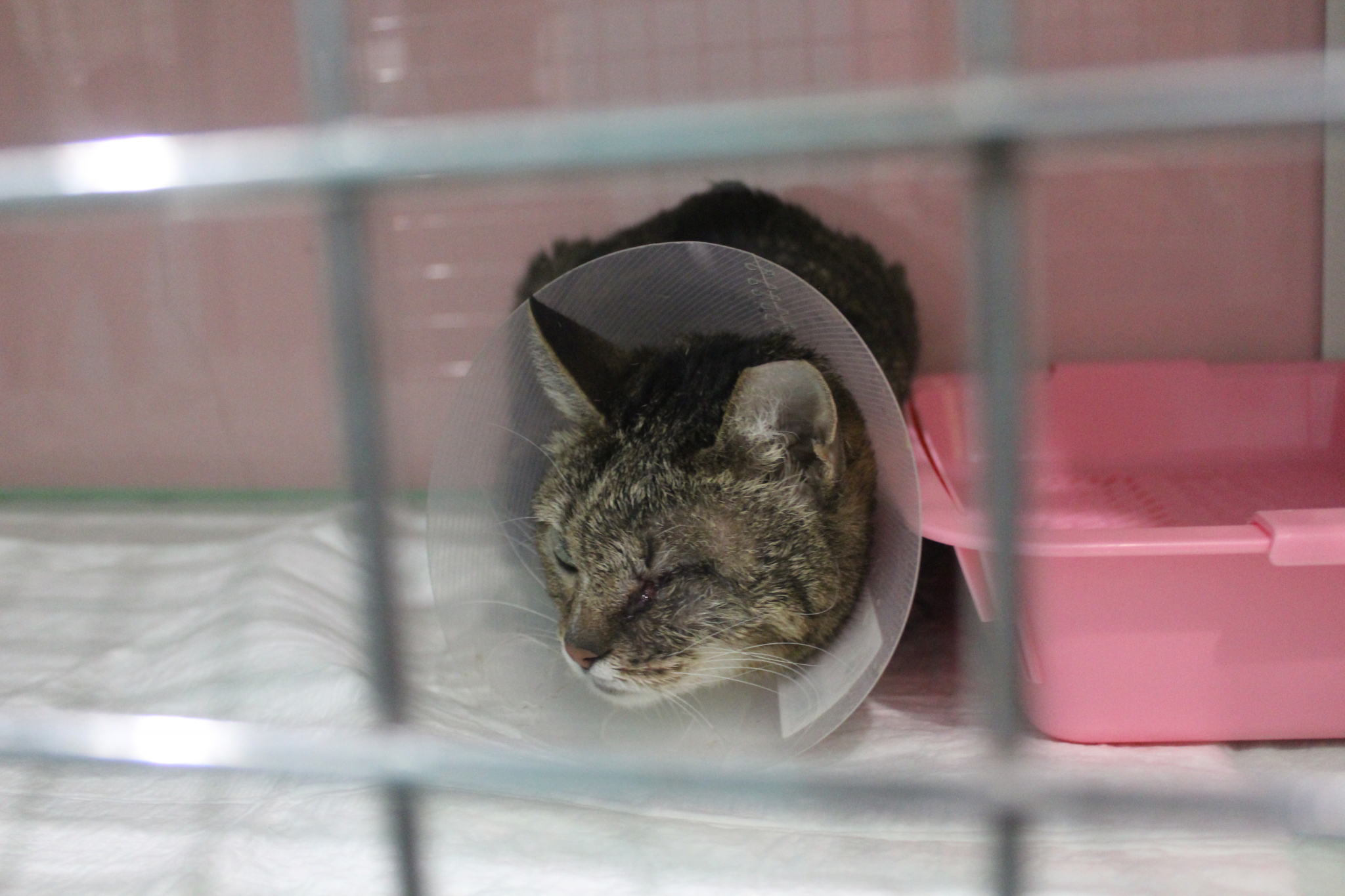 Ветеринары бьют тревогу: домашние кошки стали часто умирать от рака