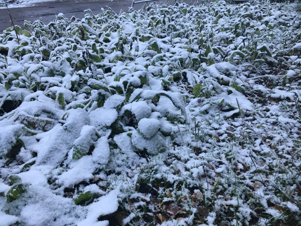 Погода в Сыктывкаре на 28 октября: лучше остаться дома