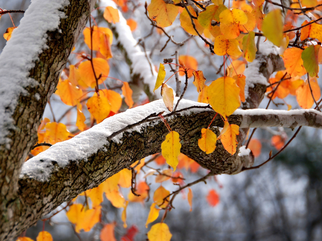 Погода в Сыктывкаре на 1 ноября: пасмурный ноябрьский денек