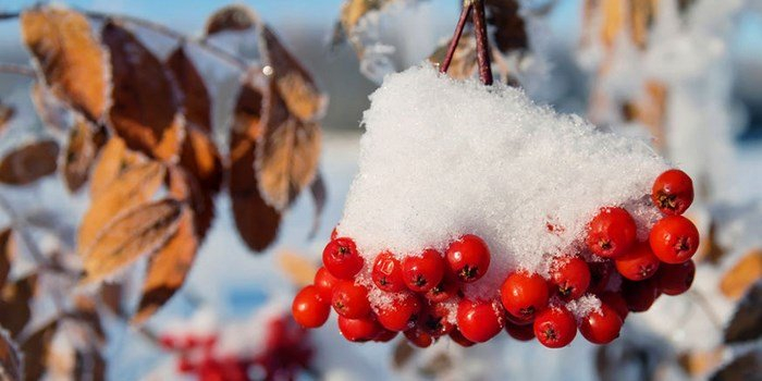 Погода в Сыктывкаре на 2 ноября: слабый снег и пасмурное небо