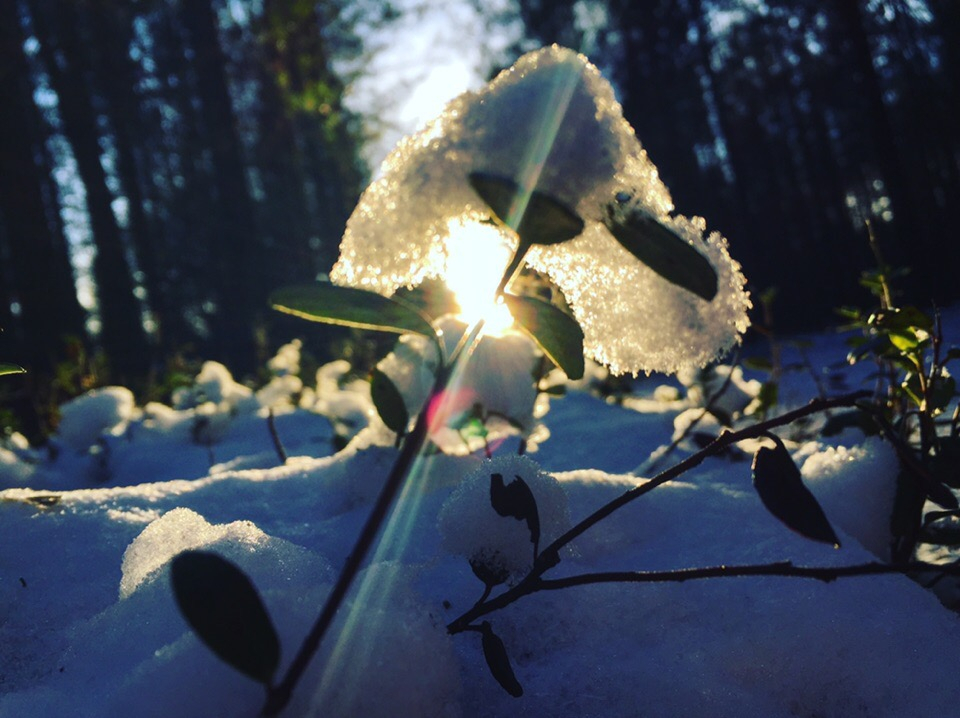 Фото дня: прогулка по лесу под Сыктывкаром