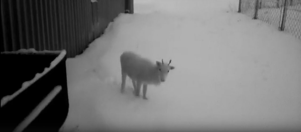 Минута милоты: в Коми в гости к сотрудникам аэропорта заглянул белый олененок (видео)