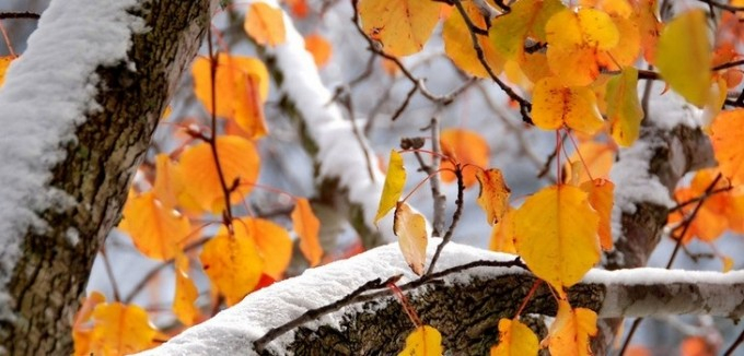 Погода в Сыктывкаре на 8 ноября: светло и морозно