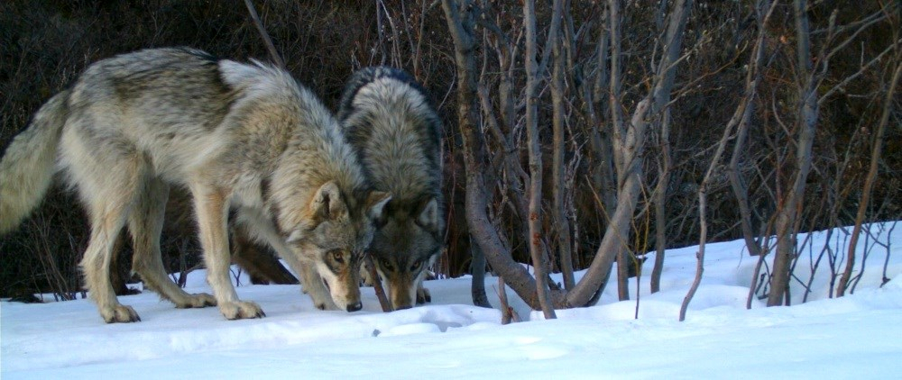 В селах Коми лютуют волки, они растерзали уже три десятка собак