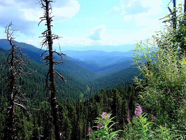 В Коми подросток чудом дозвонился до МЧС из тайги