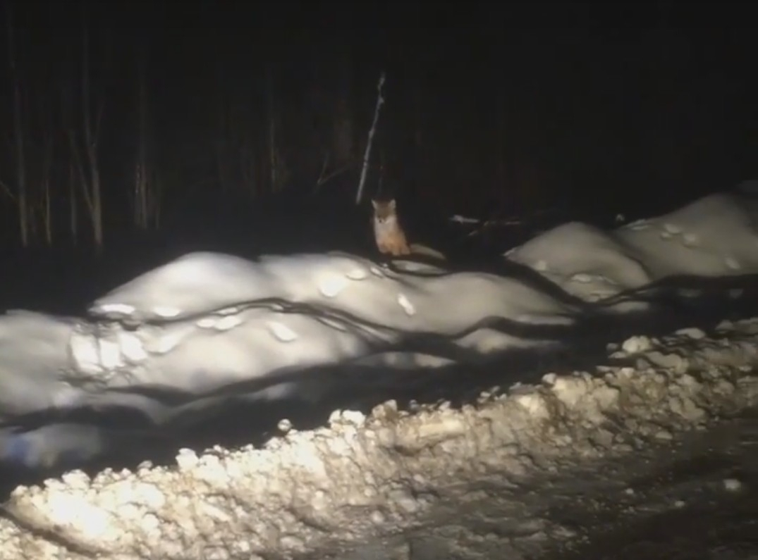 Жители Коми засняли на камеру прикормленную рыжую лису (видео)