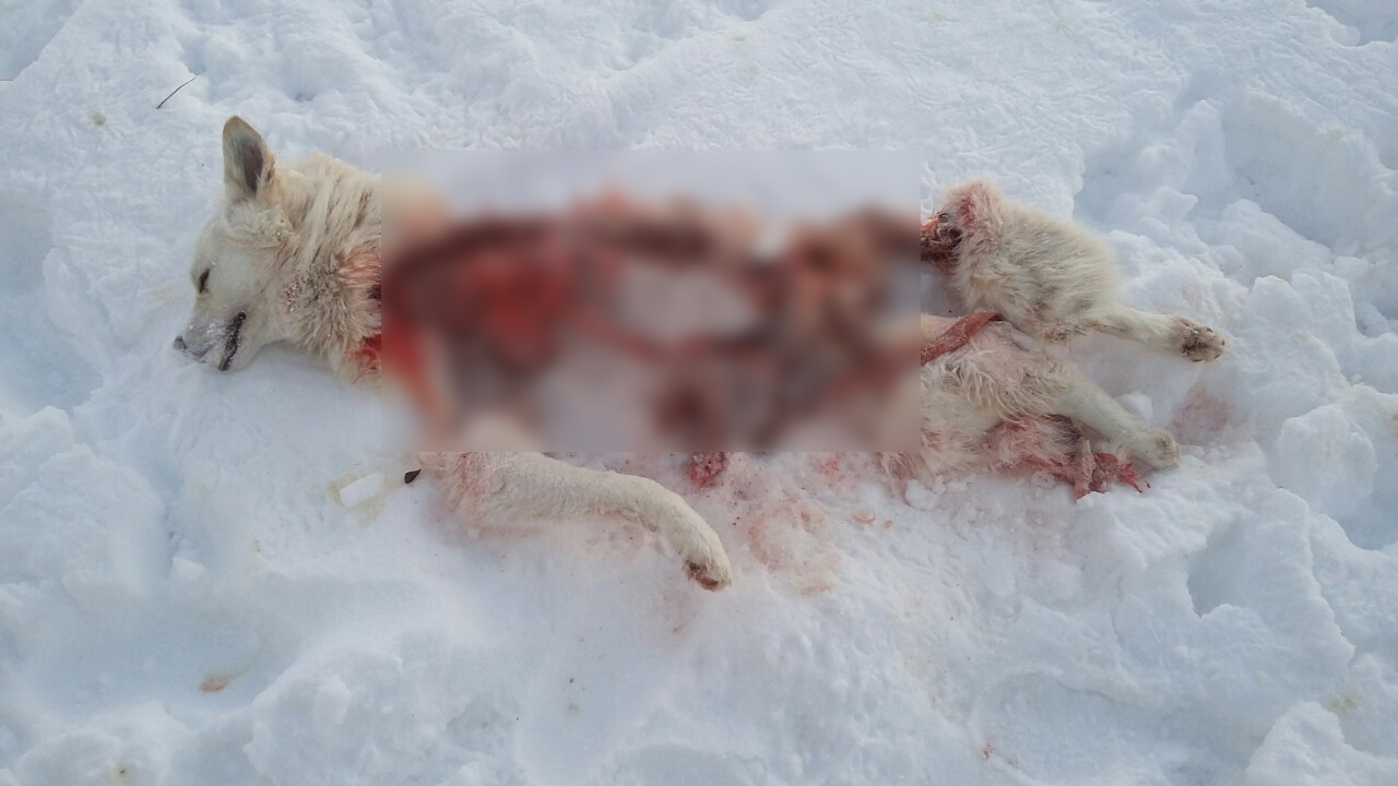В селе Коми, которое терроризируют волки, разорвали собаку (фото 16+)