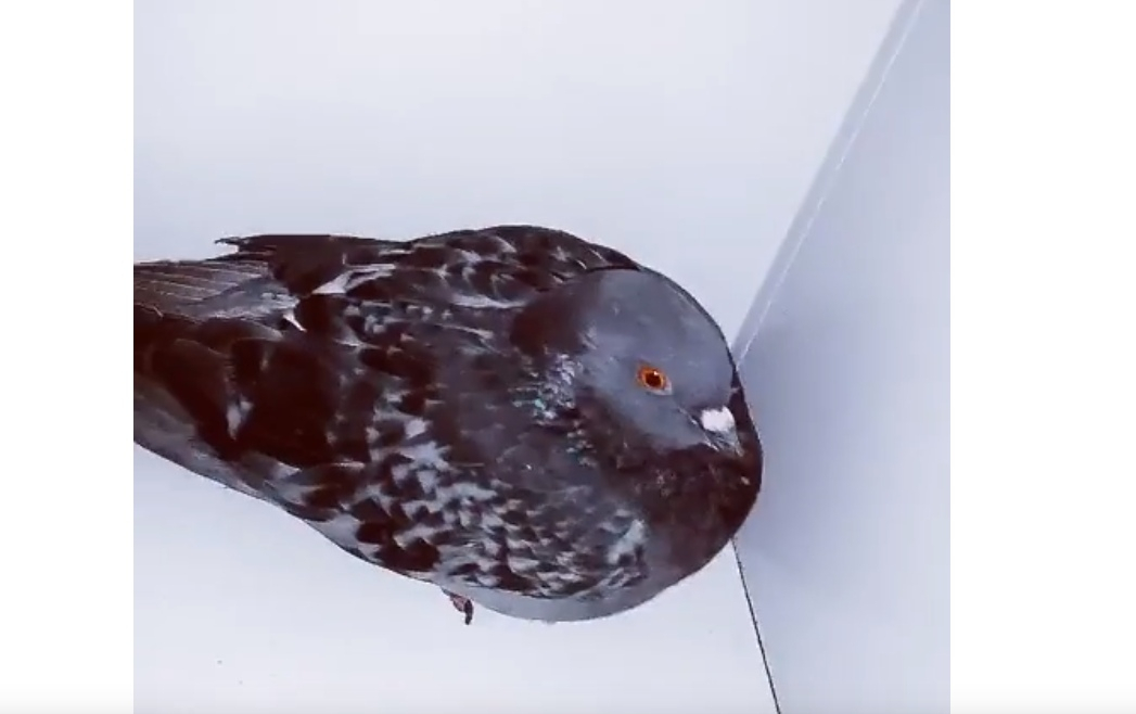 В Сыктывкаре находчивый голубь прячется от холодов в магазине (видео)