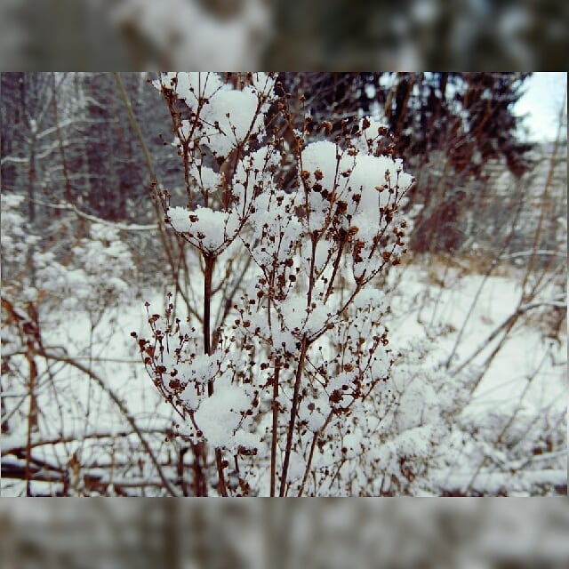 Фото дня: Сыктывкар запорошило снегом