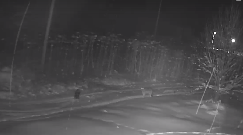 Под Сыктывкаром устроят ночные рейды на волков (видео)